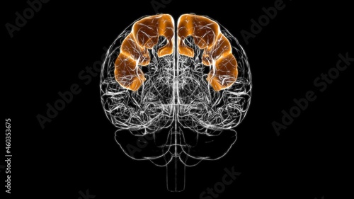 Brain precentral gyrus Anatomy For Medical Concept 3D photo