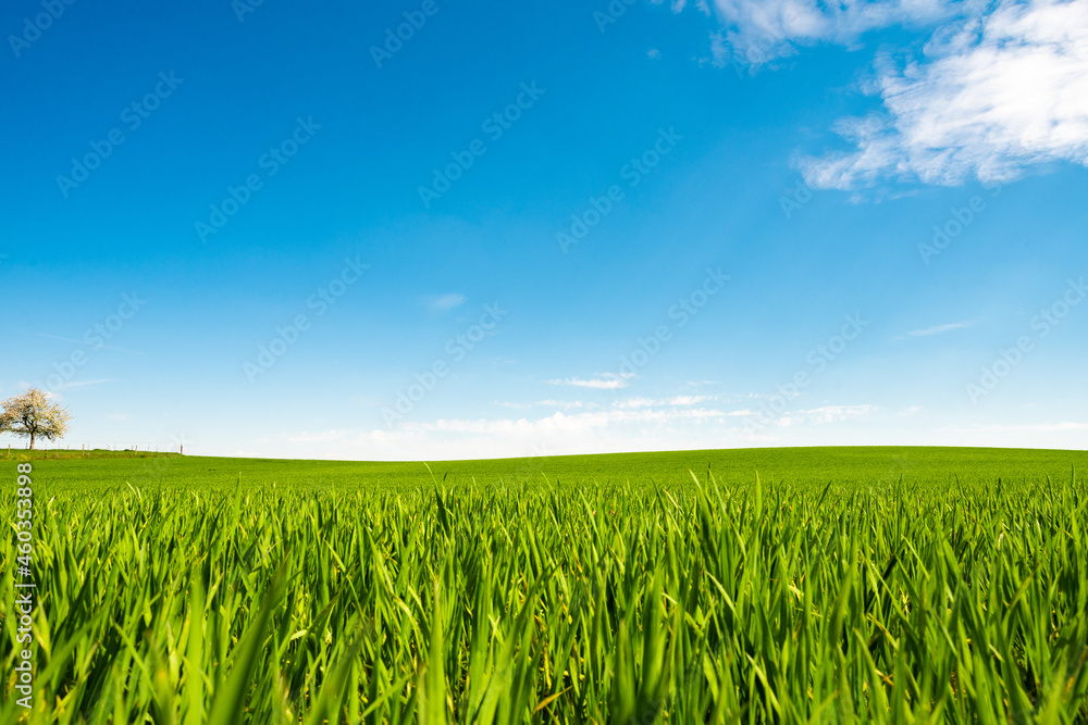 Field Of Green Fresh Grass Under Blue Sky Field Of Green Fresh Grass Under Blue Sky