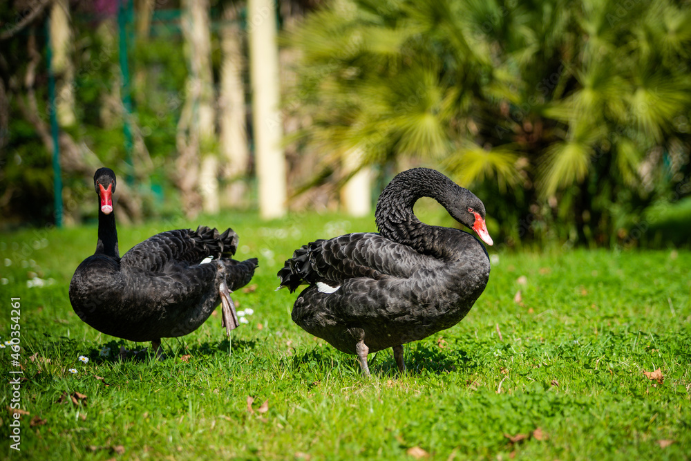 Two black swans (Cygnus atratus). Two black swans (Cygnus atratus).