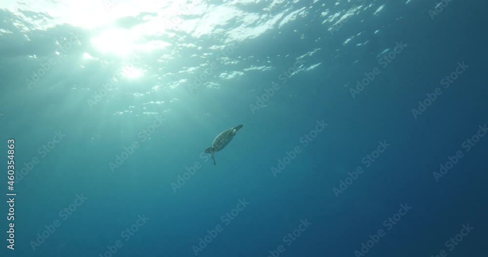 turtle underwater with sun beams and rays turtle underwater with sun beams and rays