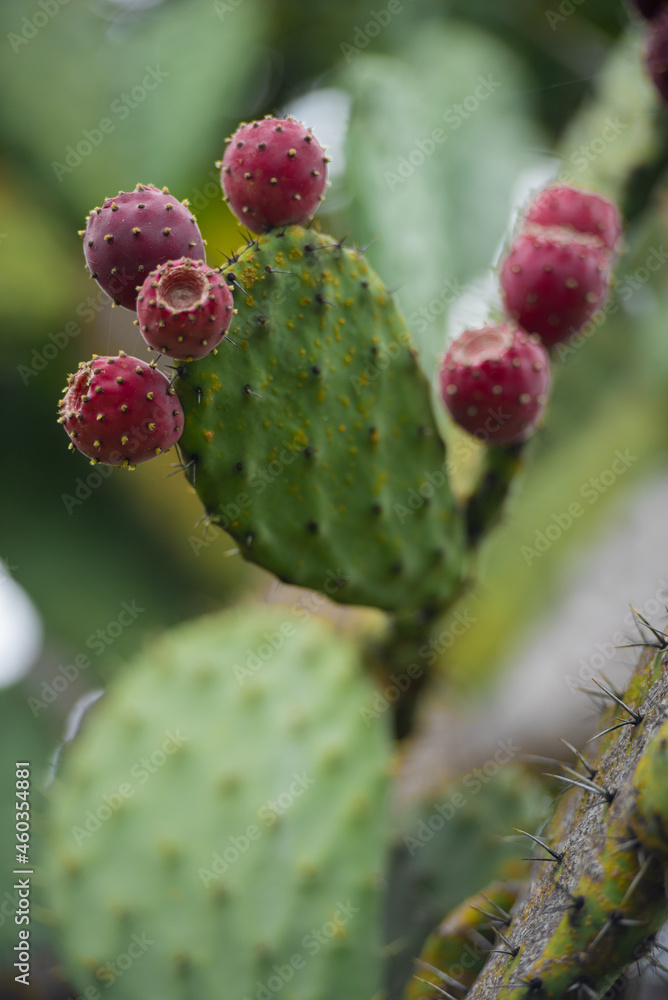 Nopal, flora y textura de México Nopal, flora y textura de México