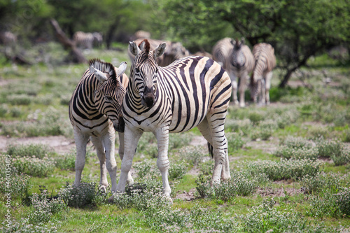 Zebras