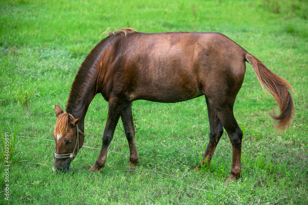 A brown-red domesticated horse is eating the green grass of the field. Asian cross-breeding horse. A brown-red domesticated horse is eating the green grass of the field. Asian cross-breeding horse.