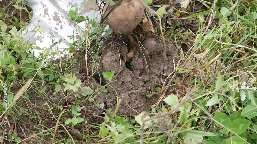 The farmer uses a shovel to dig up the beet crop. Farmer's work. The farmer uses a shovel to dig up the beet crop. Farmer's work.