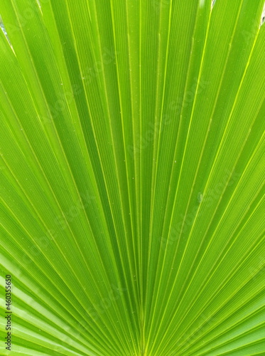 Photo of the green palm leaf background