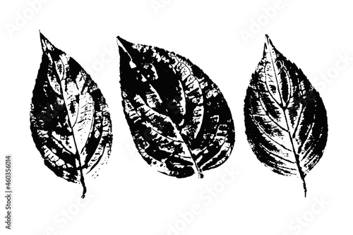 Set with hand made ink stamp leaves. Objects isolated on white. Black and white leaf blots. Monochrome artistic floral collection. Hi detailed texture of forest leaves