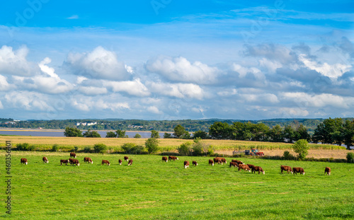 cows grazing in the meadow