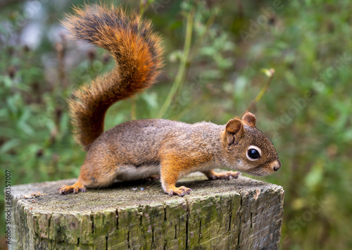 squirrel in a city park