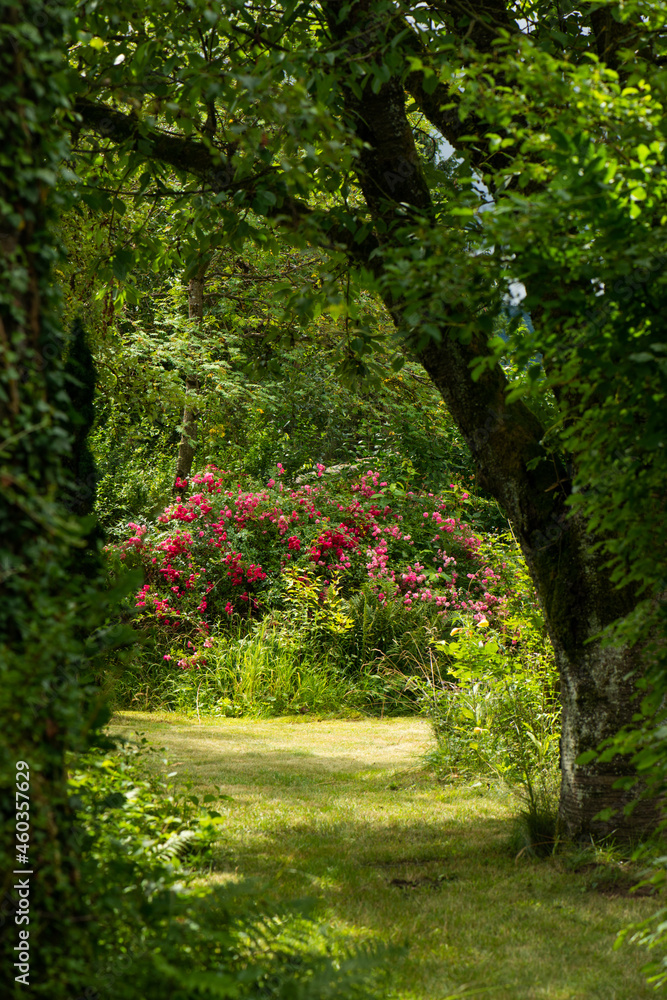 Fototapeta premium Beautiful place in a summer garden