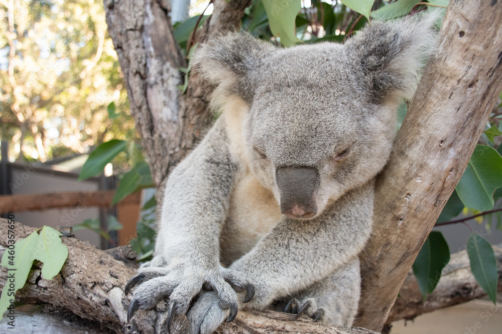 Obraz premium koala's sleeping close-up shot
