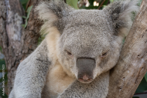 koala sleeping on a tree