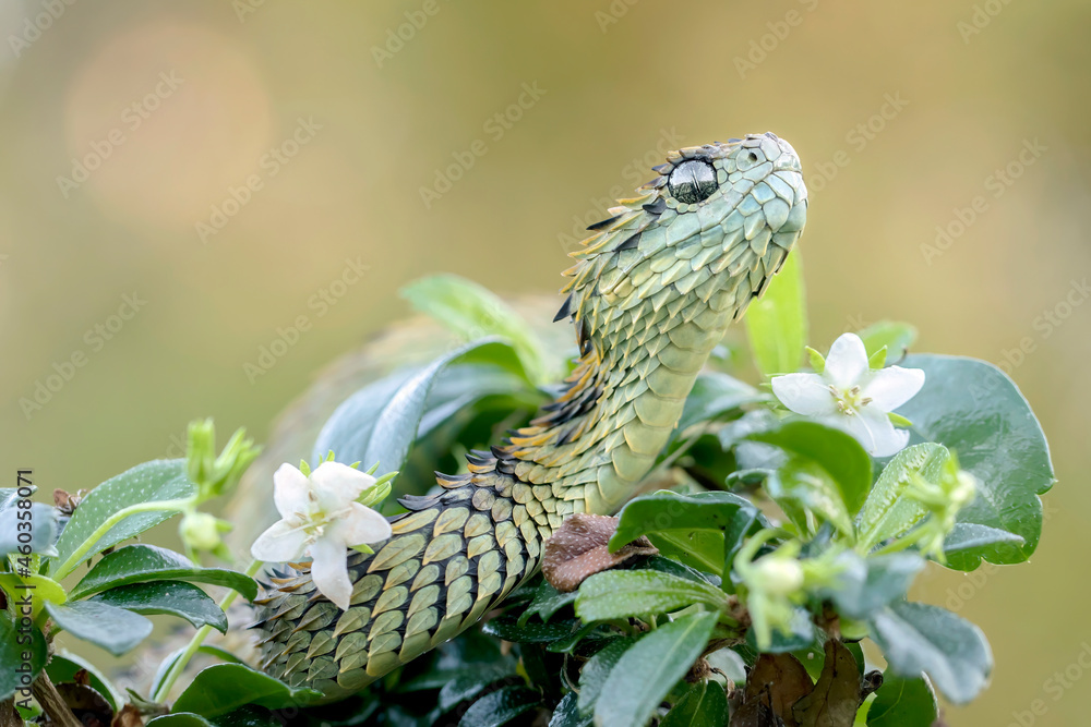 Atheris hispida, entre flores