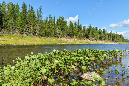 Virgin Komi forests. photo