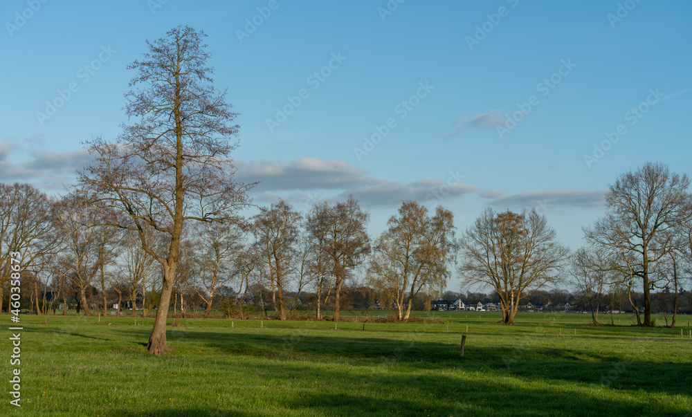 Single tree in field at boundary of Veluwe and Ijsselvalei near Loenen in The Netherlands Single tree in field at boundary of Veluwe and Ijsselvalei near Loenen in The Netherlands