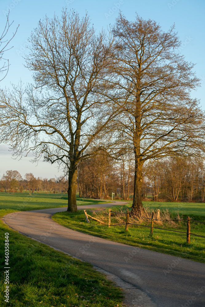 Trees along road near Loenen (The Netherlands) at edge of Veluwe and IJsselvallei