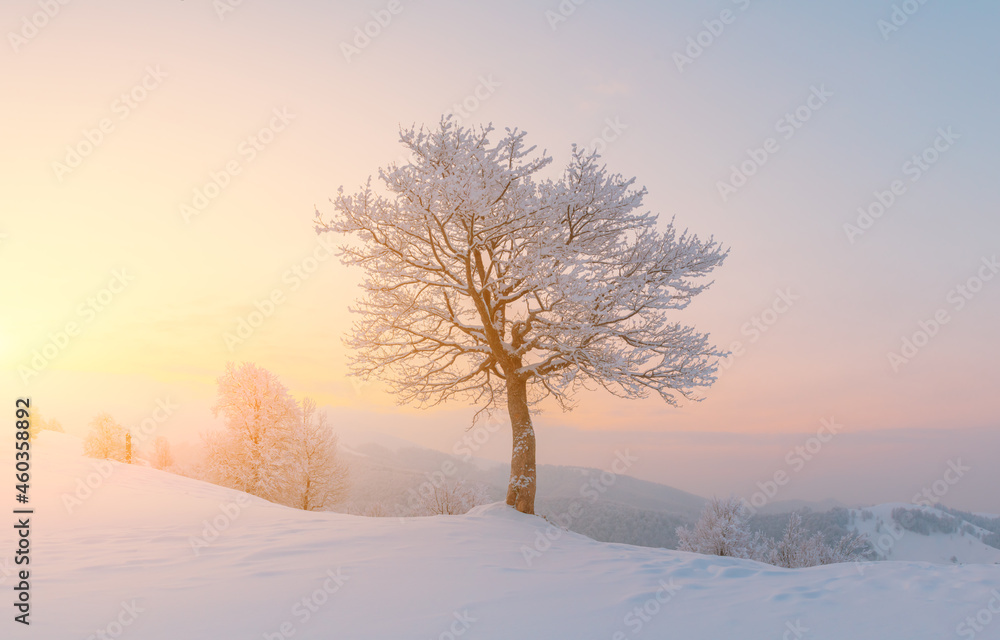 Amazing winter landscape with a lonely snowy tree on a mountains valley. Pink sunrise sky glowing on background. Landscape photography Amazing winter landscape with a lonely snowy tree on a mountains valley. Pink sunrise sky glowing on background. Landscape photography