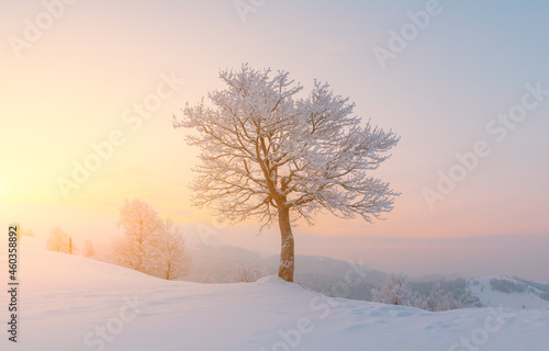 Amazing winter landscape with a lonely snowy tree on a mountains valley. Pink sunrise sky glowing on background. Landscape photography © Ivan Kmit