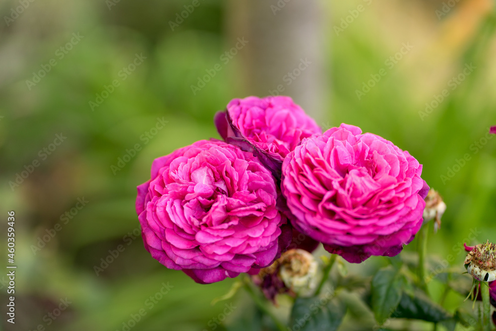 Fototapeta premium Rose pink