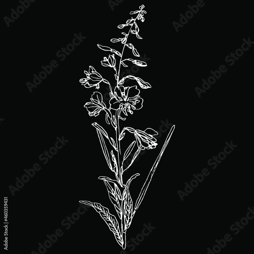Branch of fireweed flower. Rosebay willowherb plant. Ivan Chai. Hand drawn sketch. Isolated vector illustration. White negative silhouette on black background. photo
