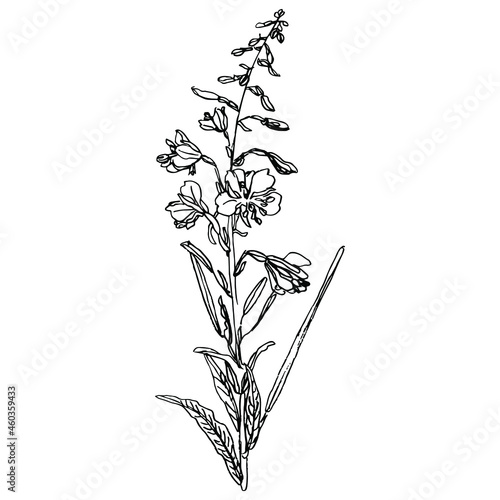 Branch of fireweed flower. Rosebay willowherb plant. Ivan Chai. Black and white linear silhouette. Hand drawn sketch. Isolated vector illustration.  photo