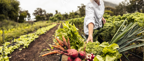 Foto Anonymous chef harvesting fresh vegetables on a farm