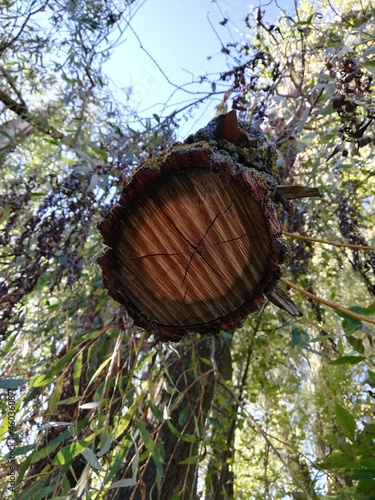 Cross section of tree stump