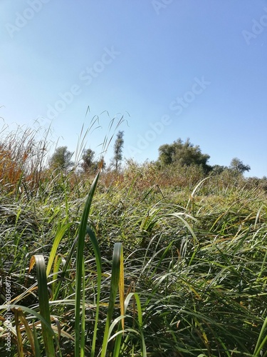 Wild river bank on a sunny autumn day
