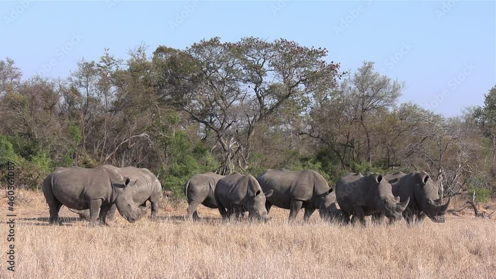 Group of southern white rhinos graze on dry grass by trees in sunlight Group of southern white rhinos graze on dry grass by trees in sunlight