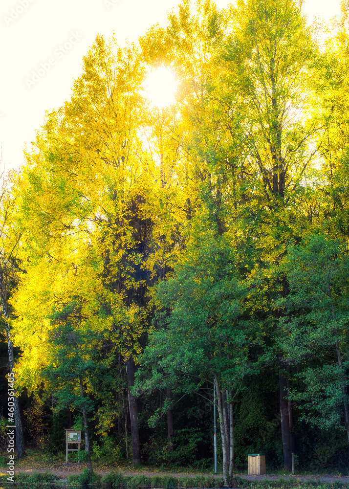 Naklejka premium Blue and yellow ntuarl pattern created by colorful autumn trees, Gothenburg Sweden