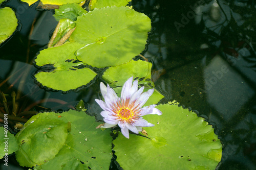 white water lily