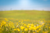 Beautiful view of a countryside with flower meadows and blue sky in background. Spring in the country with nature all around. Outdoors, relax, summer, natural concept. Crocodile view of yellow flowers