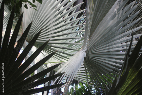 palm tree in the wind