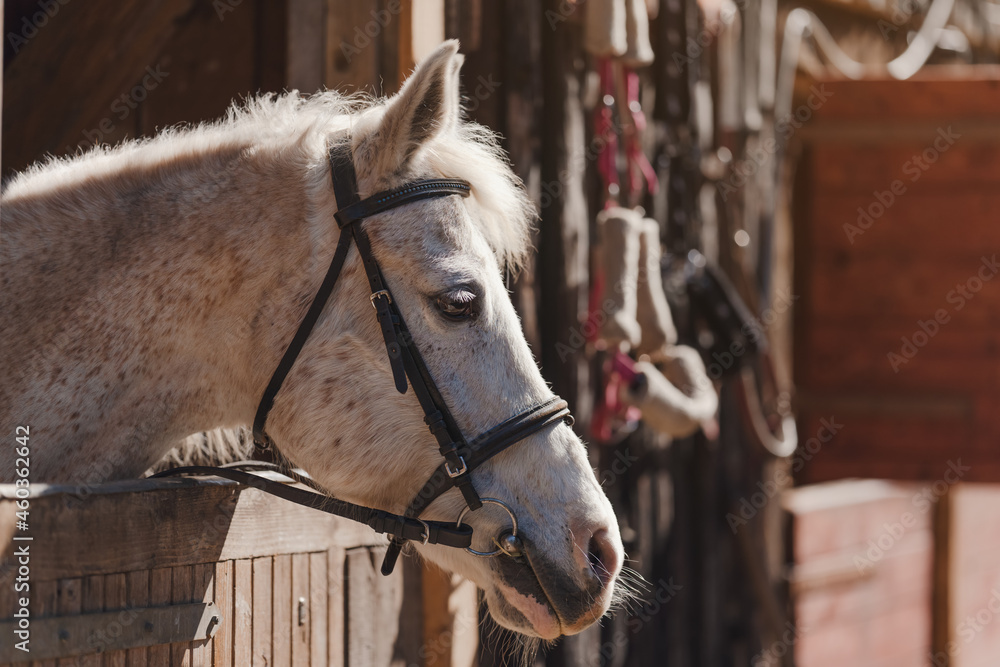 Fototapeta premium White Arabian horse with brown spots, detail - only head visible out from wooden stables box