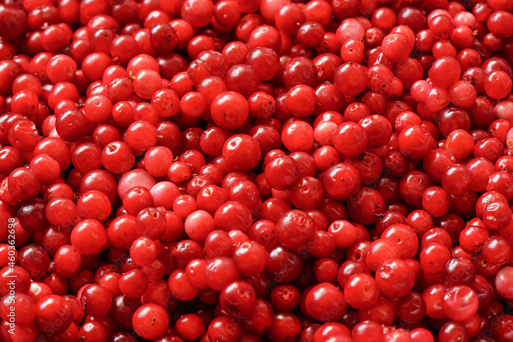 Pile of freshly harvested red wild cranberries, close-up detail from above Pile of freshly harvested red wild cranberries, close-up detail from above