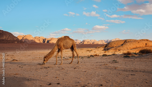Camel walking on orange red sand of Wadi Rum desert  mountains background