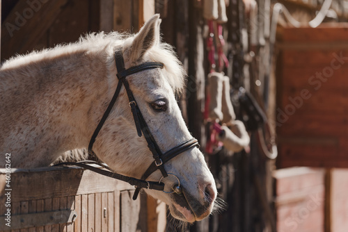 White Arabian horse with brown spots, detail - only head visible out from wooden stables box