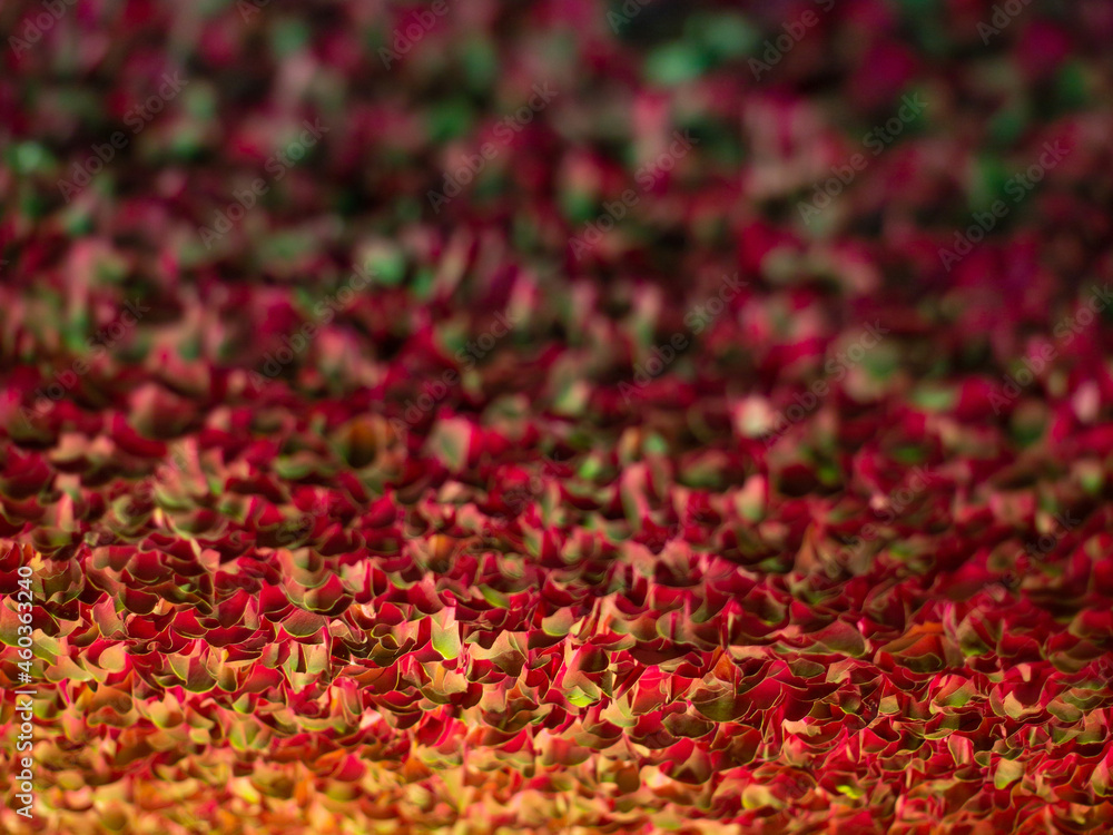 Abstract background from bright paper flowers. Yellow, green, red colors. Texture background Abstract background from bright paper flowers. Yellow, green, red colors. Texture background