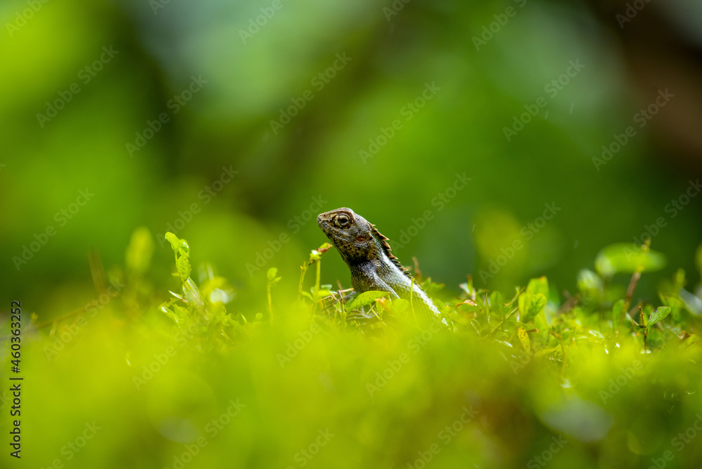 Obraz premium Oriental Garden Lizard