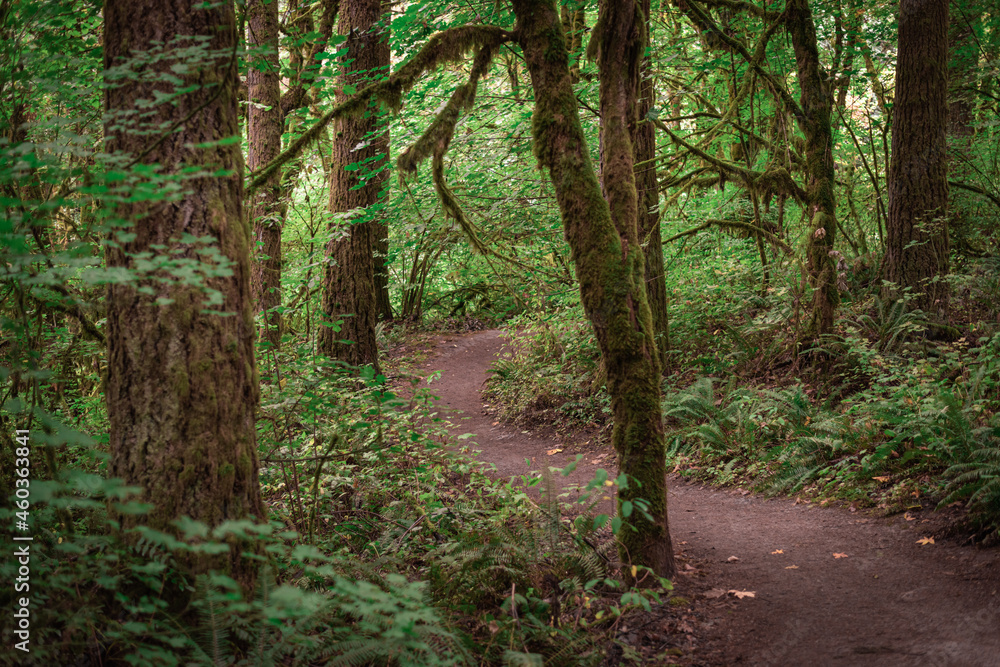 Obraz premium Beautiful winding trail path through lush green Pacific Northwest forest