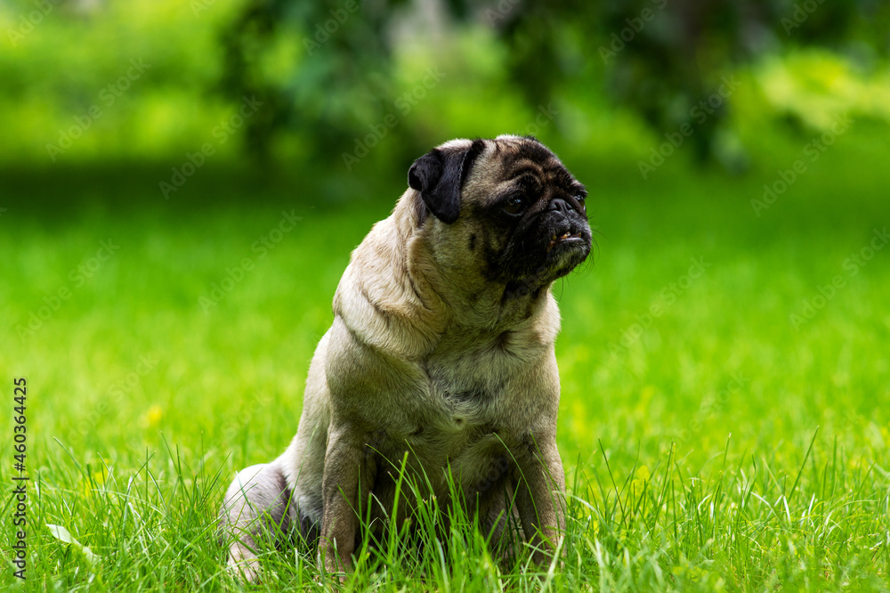 pug on a spring walk in the village1 pug on a spring walk in the village1