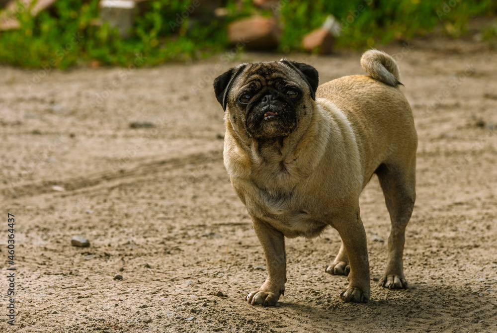 pug on a spring walk in the village pug on a spring walk in the village