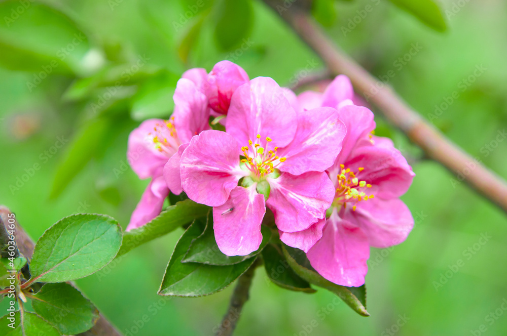 Obraz premium Spring landscape with a flowering pink tree. White sakura flowers bloom in the trees. Beautiful blooming garden on a sunny day. A wonderful concept of romance and love with delicate flowers. Hi spring