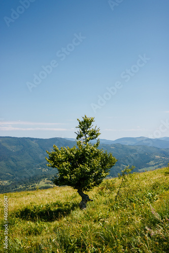 Day view of mountains and grass meadow. Ecology protection, save nature concept. Bright green capathian hills. Beauty of Ukraine landscapes. Travel photo