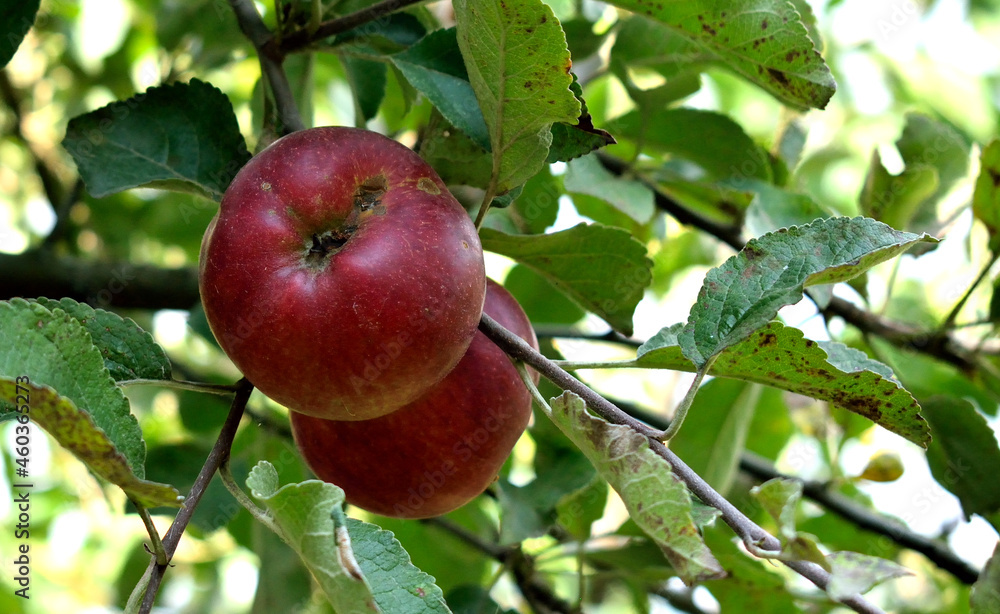 two apples on a branch, close-up as a texture for the background two apples on a branch, close-up as a texture for the background