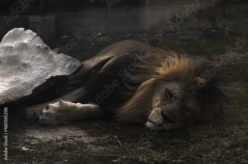 Sleeping lion in soft light