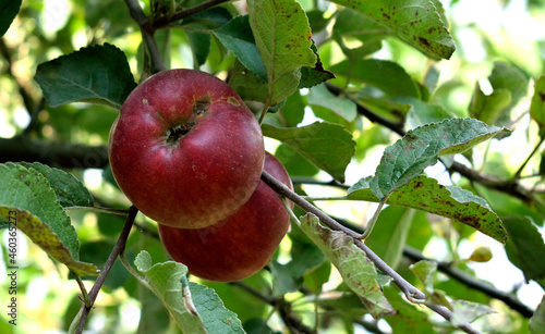 two apples on a branch, close-up as a texture for the background