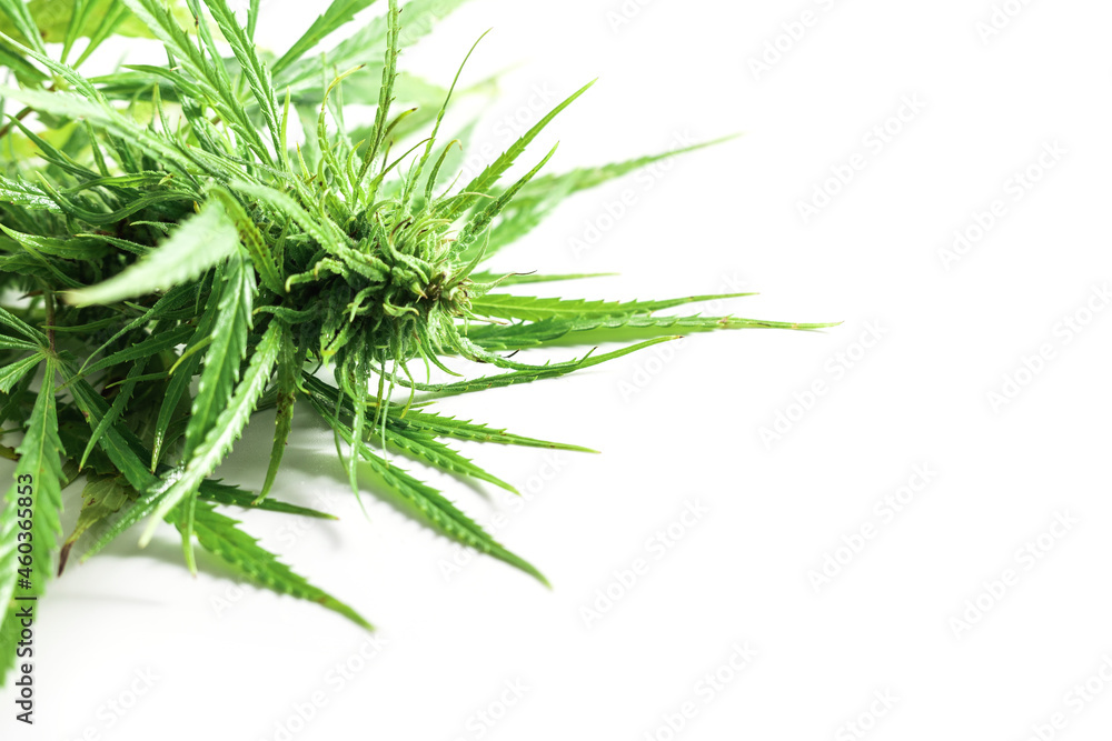 Green cannabis plant on white background Green cannabis plant on white background
