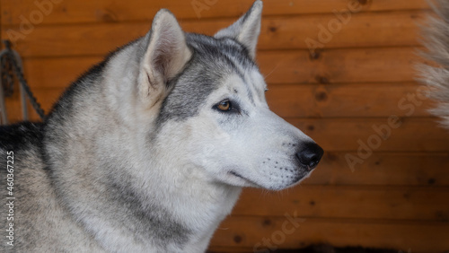 Siberian husky is kept in an aviary. The dog looks at the camera. Animal concept.