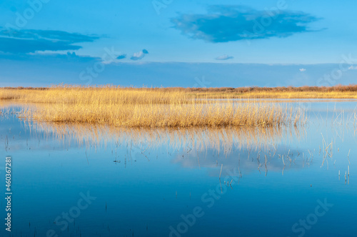 Calm wide river  fishing landscape. Reeds and kugai along the river bank.