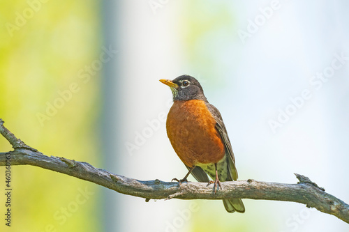 An American Robin Proudly Showing His Colors